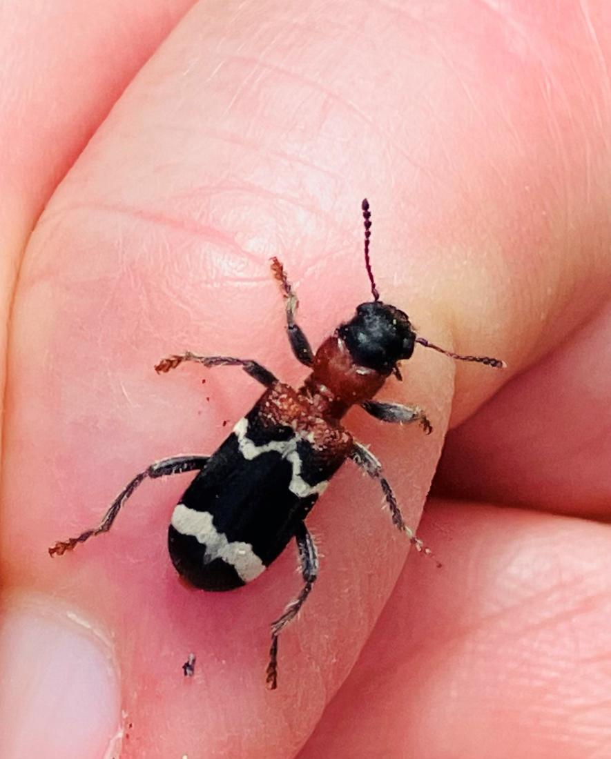 Gemeiner Ameisenbuntkäfer, Thanasimus formicarius