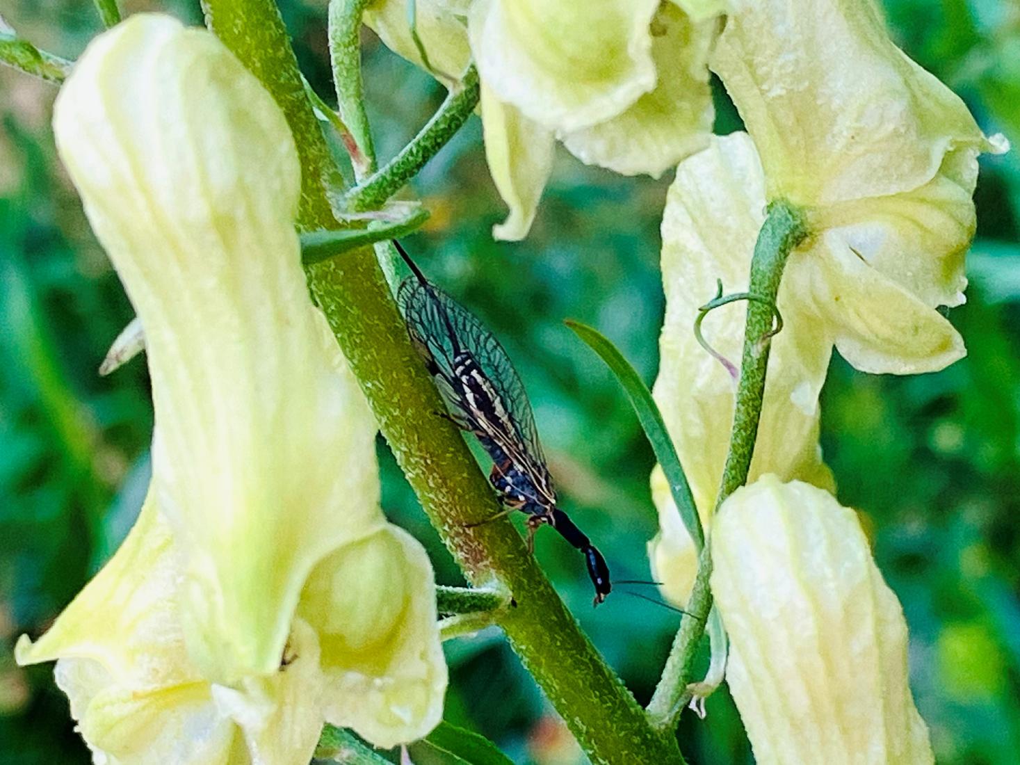 Kamelhalsfliege, Raphidioptera