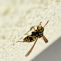 Polistes dominula